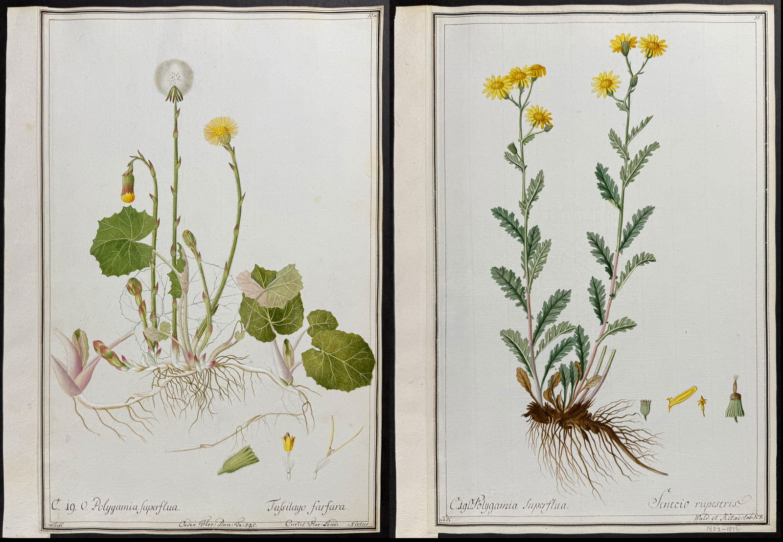 Three Original Watercolors of Coltsfoot (Tussilago) & Senecio rupestris after Ledl, Herz for Curtis (1 of 4)