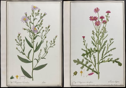 Three Original Watercolors of Aster & Senecio elegans after Ledel for Jacquin, Curtis (according to