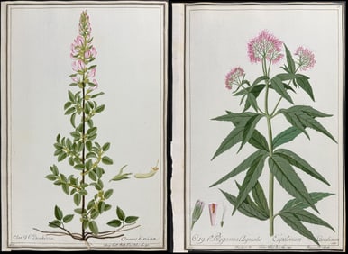 Pair of Original Watercolors of Hemp (Eupatorium Canabinum) & Restharrow (Ononis hircina) after