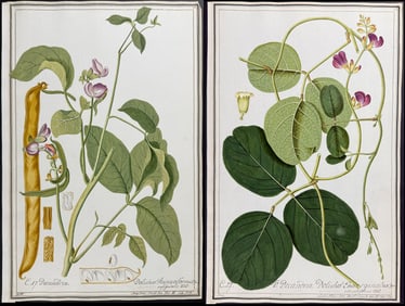 Pair of Original Watercolors of Dolichos or Legumes after Herz & Ledl for Jacquin (according to