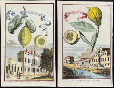Volckamer - Pair of Citrus Engravings