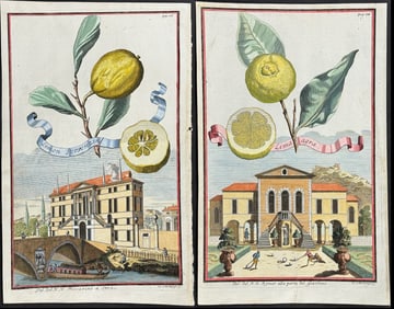 Volckamer - Pair of Lemon Engravings