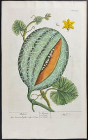 Blackwell - Melon or Watermelon. 329