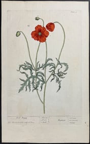 Blackwell - Red Poppy. 2
