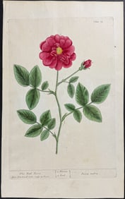 Blackwell - Red Rose. 78