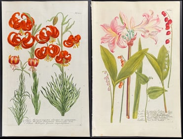 Weinmann - 4 Lily Engravings