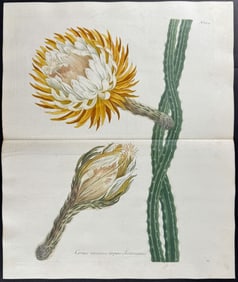 Weinmann - Night blooming Cactus. 354