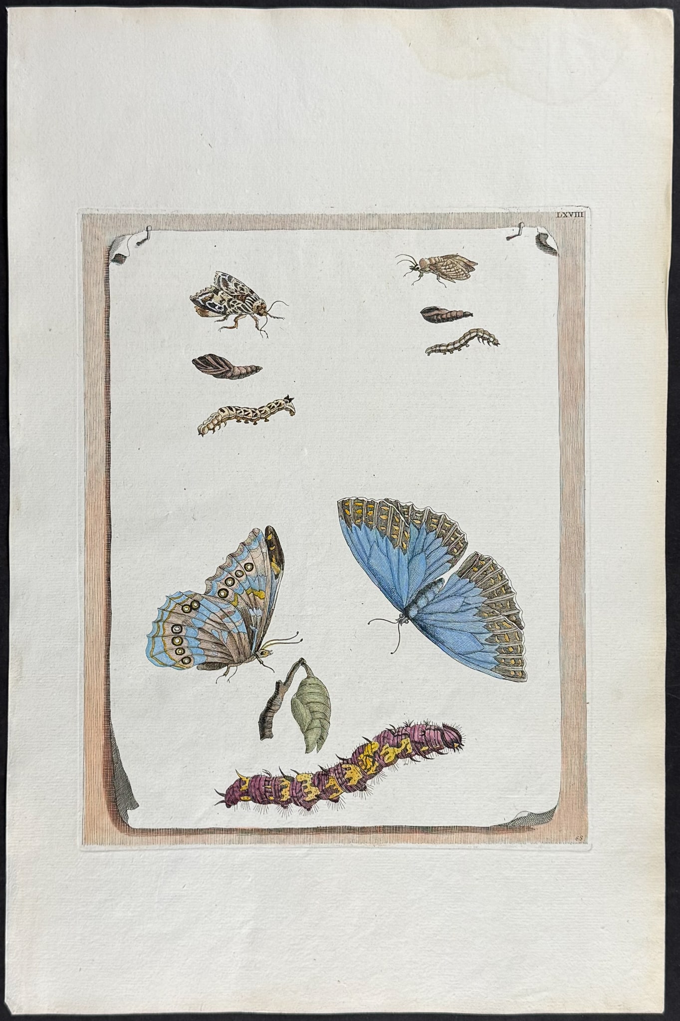 Merian, Folio - Butterfly Metamorphosis. 68: This exquisite hand-colored folio engraving is from Maria Sibylla Merian's Histoire g?n?rale des insectes de Surinam et de toute l'Europe, contenant leurs descriptions, leurs fgures, leurs differenes 