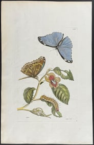 Merian, Folio - Butterfly Metamorphosis. 53