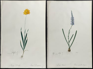 Redoute, Folio - 3 Botanical Engravings