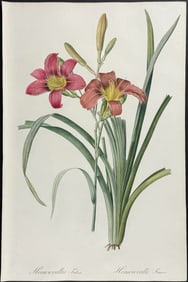 Redoute, Folio - Orange Day-Lily (Hemerocallis Fulva)