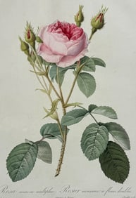 Redoute, Folio - Rose - Rosa muscosa multiplex