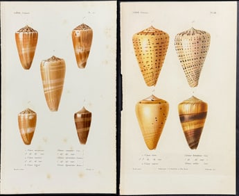 Kiener - 8 Cone Shell Engravings