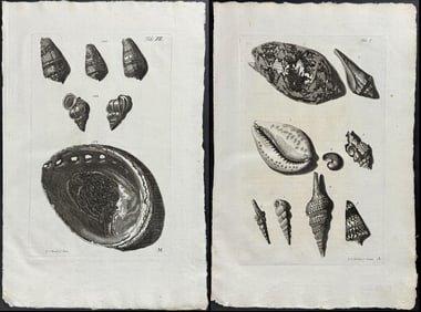 Valentijn - 16 Engravings of Shells of the East Indies