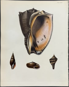 Beechey - Shells