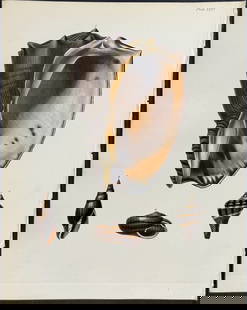 Beechey - Shells: This first edition, originally hand-colored engraving is from Frederick William Beechey's The Zoology of Captain Beechey's Voyage; compiled from the collections and notes made by Captain Beechey, the