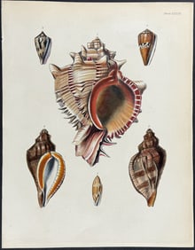 Beechey - Shells