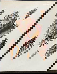 Beechey - Shells: This first edition, originally hand-colored engraving is from Frederick William Beechey's The Zoology of Captain Beechey's Voyage; compiled from the collections and notes made by Captain Beechey, the