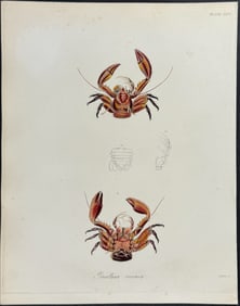 Beechey - Crab - Porcellana coccinea