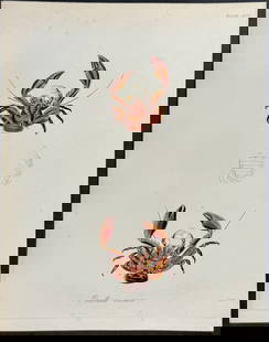 Beechey - Crab - Porcellana coccinea: This first edition, originally hand-colored engraving is from Frederick William Beechey's The Zoology of Captain Beechey's Voyage; compiled from the collections and notes made by Captain Beechey, the
