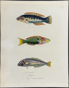 Beechey - Wrasse - Julis paecila, J. lutescens, Scarus quinque-vittatus