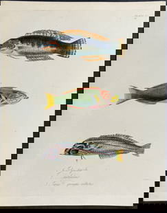 Beechey - Wrasse - Julis paecila, J. lutescens, Scarus quinque-vittatus: This first edition, originally hand-colored engraving is from Frederick William Beechey's The Zoology of Captain Beechey's Voyage; compiled from the collections and notes made by Captain Beechey, the