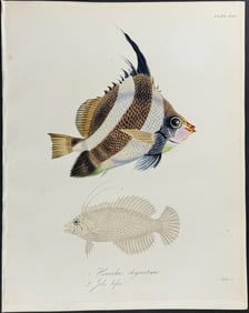 Beechey - Fish, Butterflyfish - Heniochus chrysostomus, Julis bifer