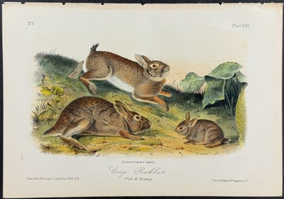 Audubon - Grey Rabbit. 22