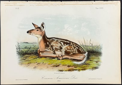 Audubon - Common American Deer. 81