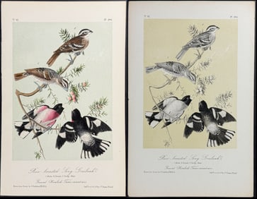 Audubon - Pair of Rose-breasted Song Grosbeak. 285