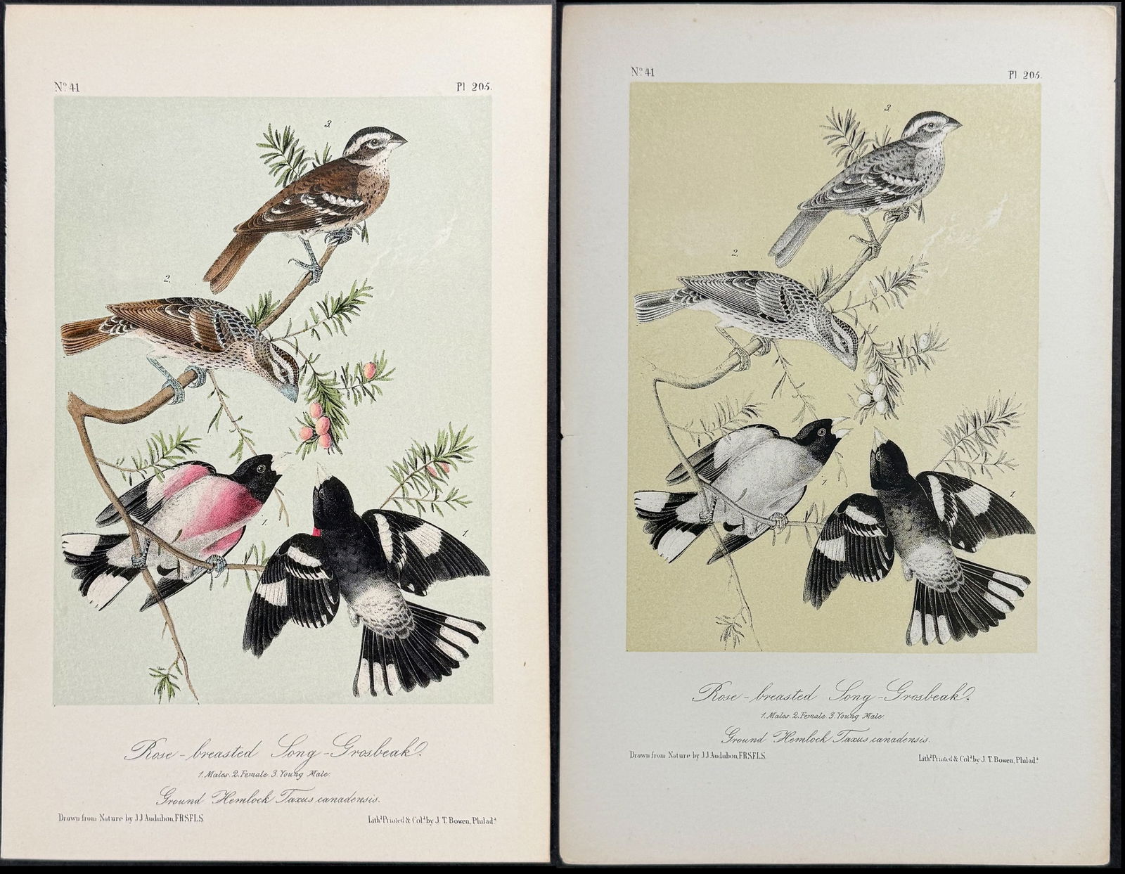 Audubon - Pair of Rose-breasted Song Grosbeak. 285 (1 of 3)