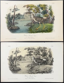 Audubon - Pair of Yellow Shanks Snipe. 344