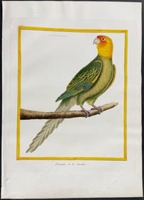 Martinet & Buffon - Carolina Parrot. 499