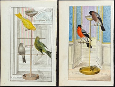 Martinet - Pair of Bird Engravings: Canary, Bullfinch