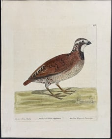 Albin - New England Partirdge. 28