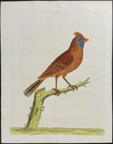 Albin - Cardinal or Hen Grossbeak from Virginia. 61