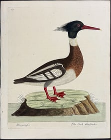 Albin - Merganser. 101
