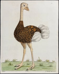 Albin - Ostrich. 31
