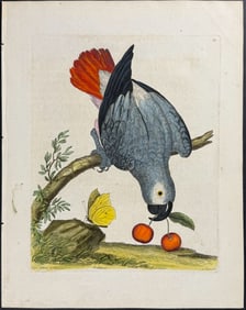 Albin - African Grey Parrot with Butterfly & Cherries. 12