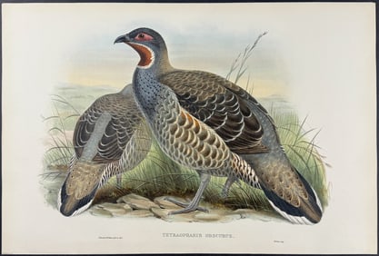 Gould - Mou-pin Snow-Partridge