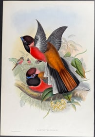 Gould - Diard's Trogon