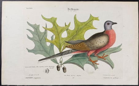 Seligmann after Catesby - Passenger Pigeon. 46