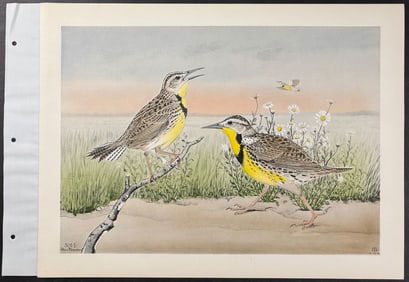 Brasher - Western Meadowlark. 501.1