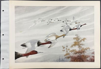 Brasher - Canvasbacks Off the Course