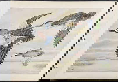 Brasher - Bluewing Teal. 3-140