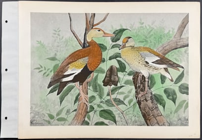 Brasher - Blackbelly Treeduck. 3-177