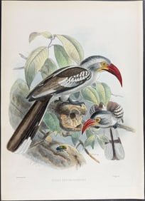 Elliot & Keulemans - Red-billed Hornbill