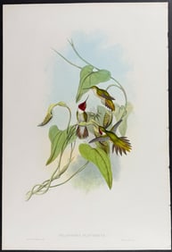 Gould - Broad-tailed Flame-bearer Hummingbird (Selasphorus Platycercus) [Lives in the Western United