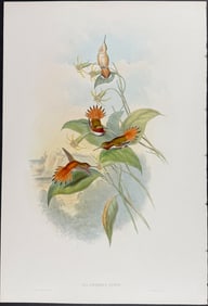 Gould - Rufous Flame-bearer Hummingbird (Selasphorus Rufus) [Lives in the Western United States]