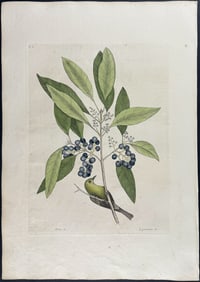 Catesby, First Ed - Pine Creeper with Purple Berried Bay. 1-61